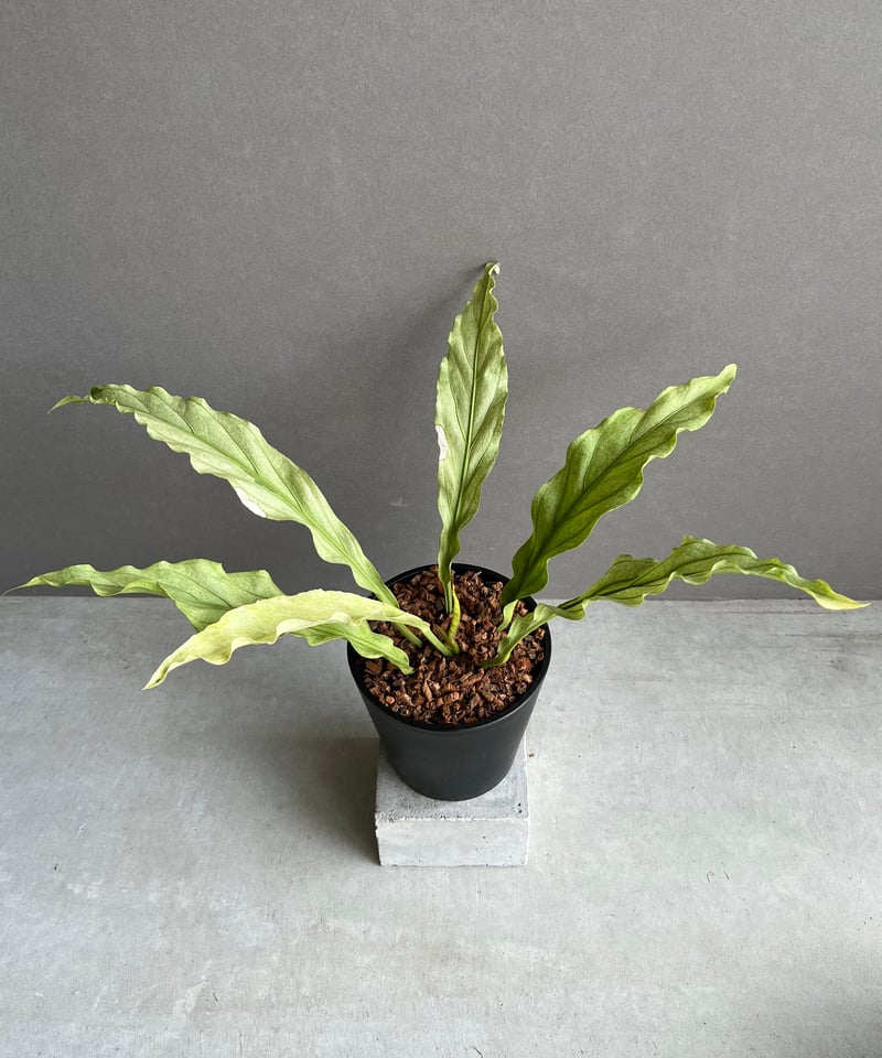 アンスリウム プロウマニー ミント 斑入 「Anthurium Plowmanii Mint