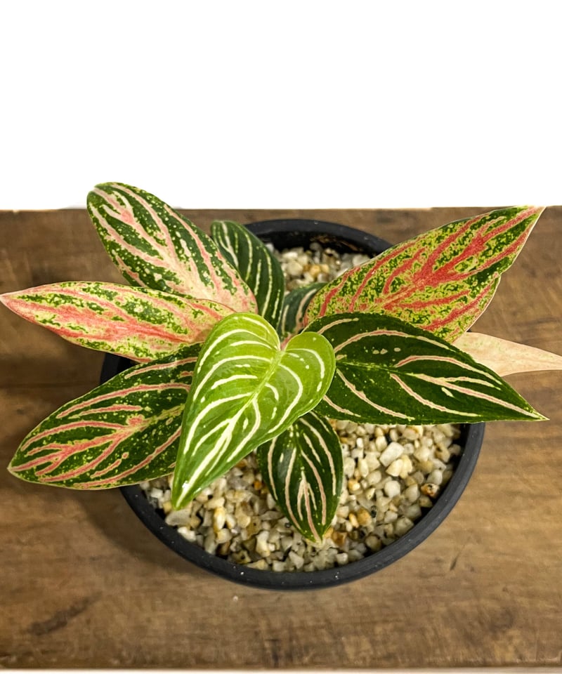 アグラオネマ ゴールデンホープ「Aglaonema Golden Hope」9/7