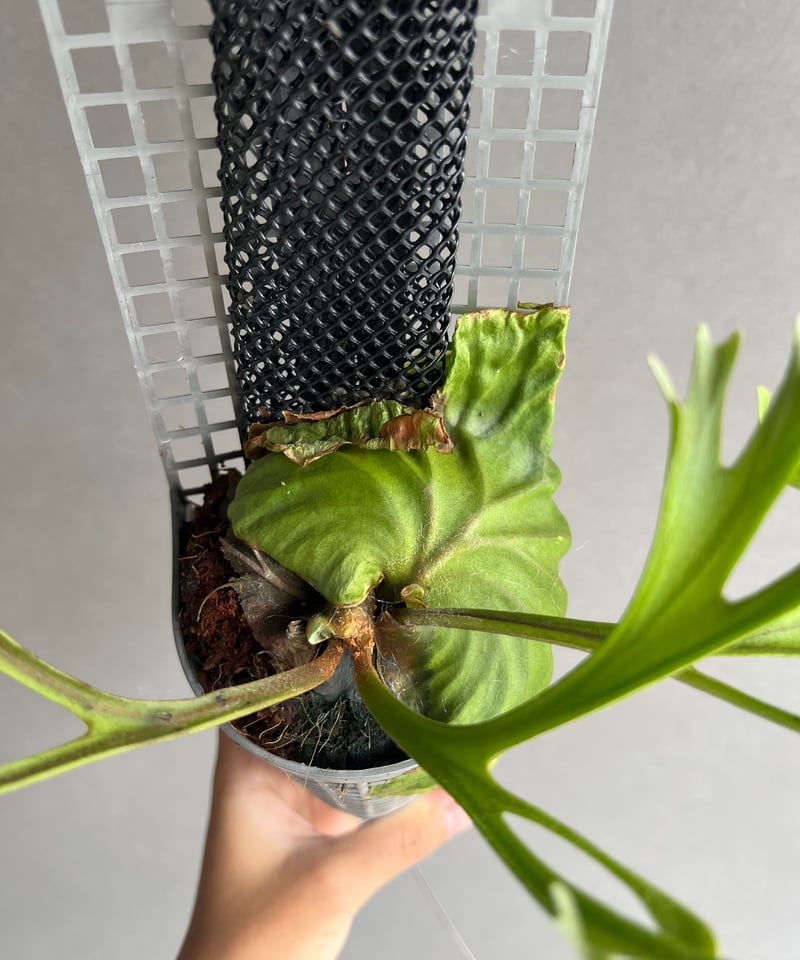 ビカクシダ リドレイ “パカラン”「Platycerium ridleyi “Pakarang