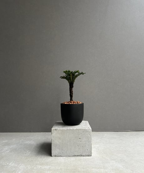 セール中❗️ 御神木に❗️ 長ホリダ　高さ40cm以上　ユーフォルビア No.002 竜神木綴化 / Myrchillocactus W23 x H15cm | No