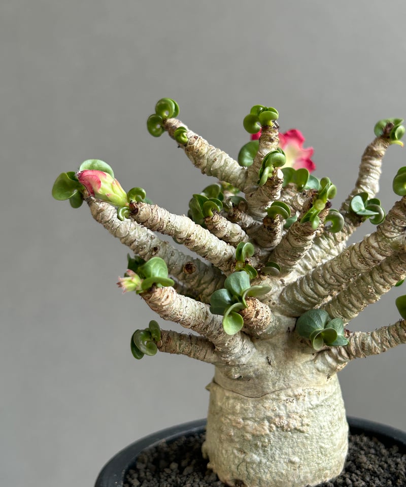 アデニウム メデューサ D.H.A (獅子葉)“選抜個体” 「Adenium Medusa