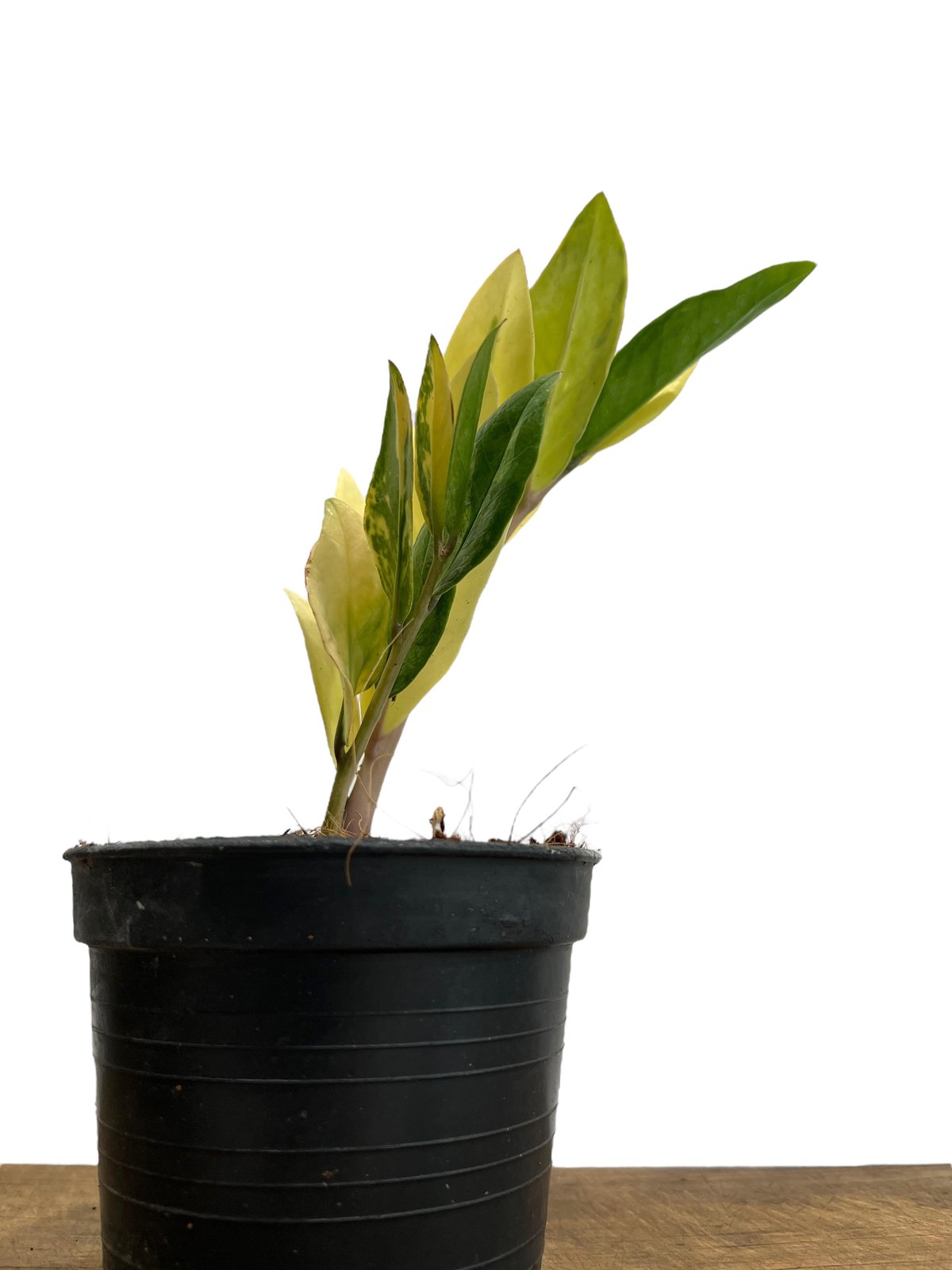 希少 ザミオクルカス 斑入 ザミオクルカス 斑入 「Zamioculcas Zamiifolia Variegated」5