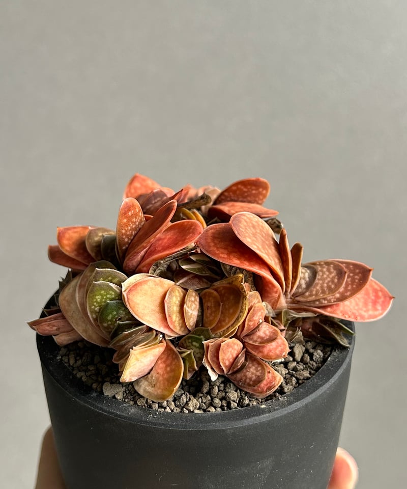 ガステリア子宝錦「Gasteria gracilis v.minima f. Variegat