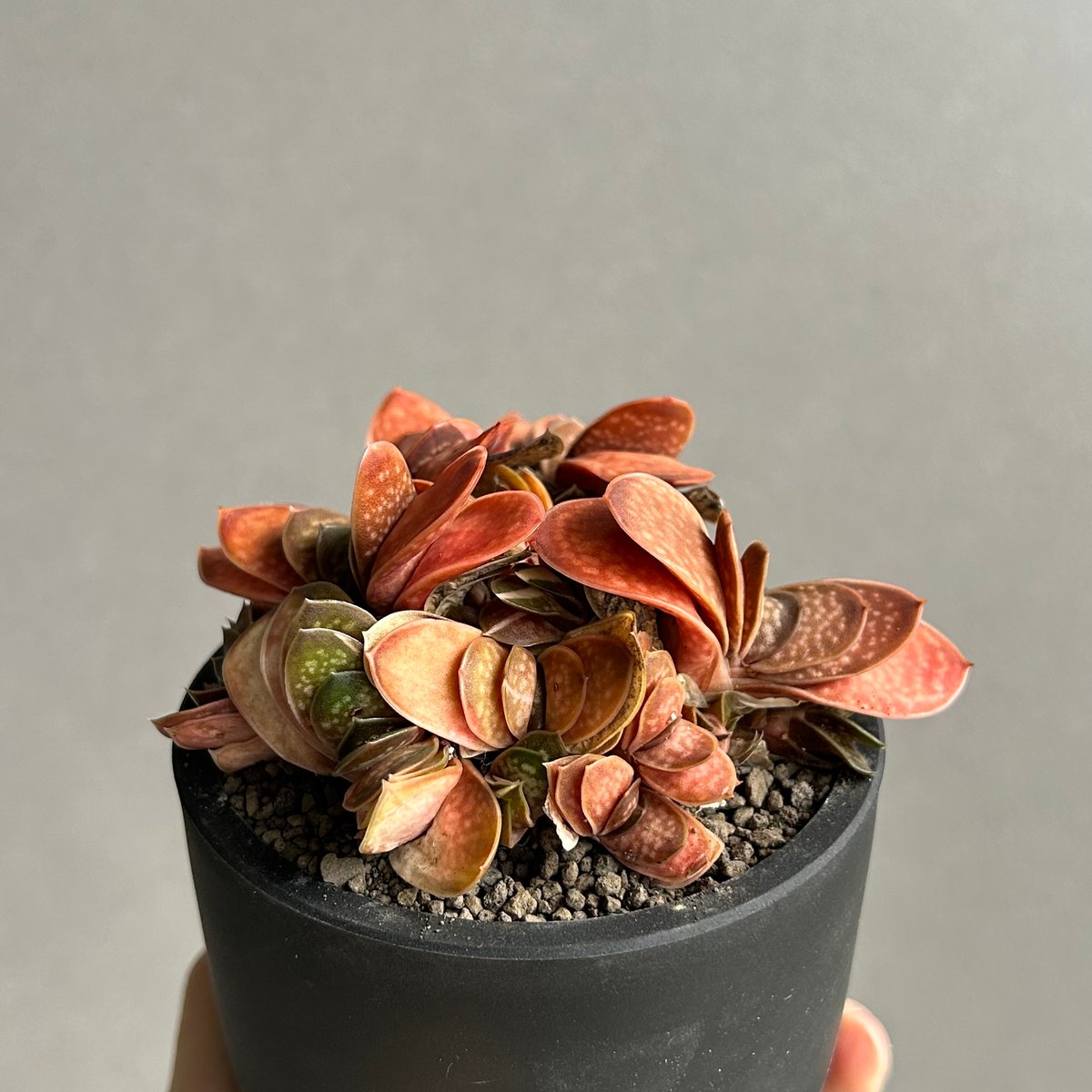 ガステリア子宝錦「Gasteria gracilis v.minima f. Variegat