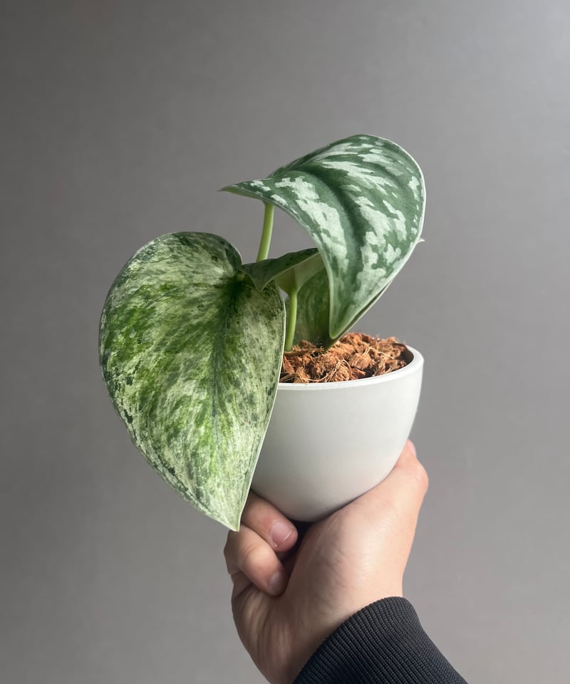 スキンダプサス エキゾチカ ホログラム 「Scindapsus exotica hologra
