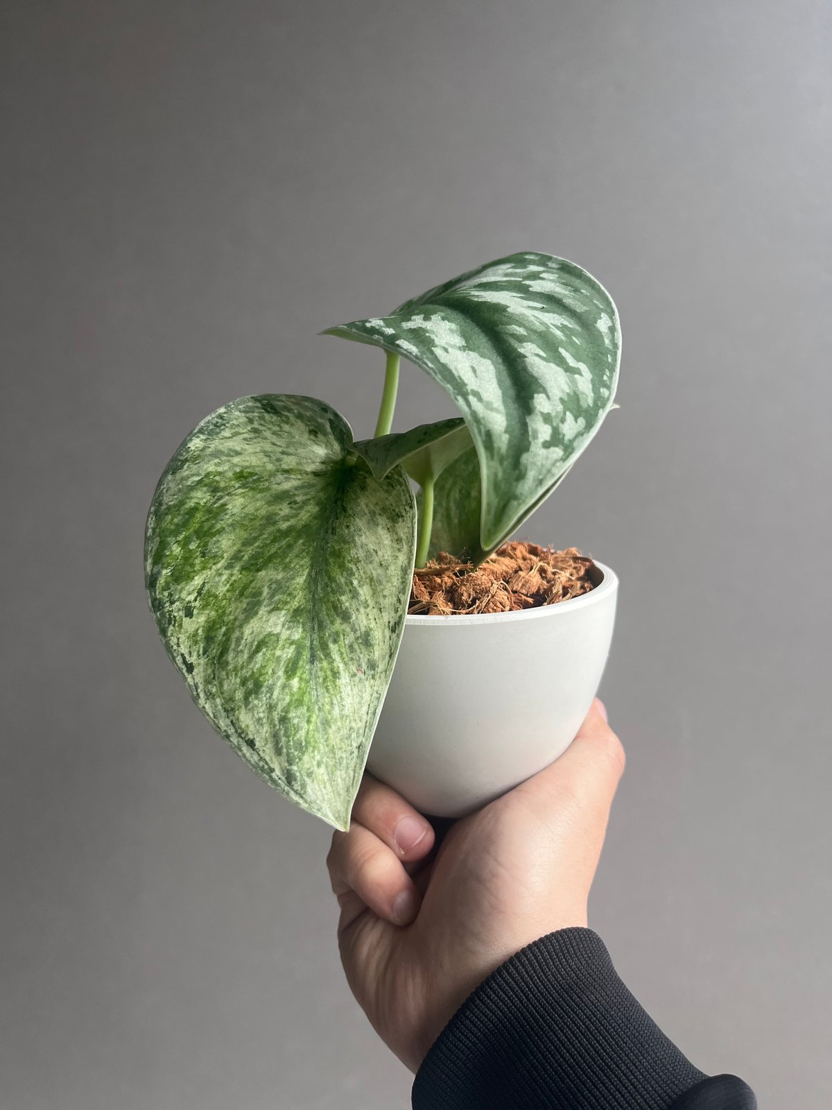 スキンダプサス エキゾチカ ホログラム 「Scindapsus exotica スキンダプサス エキゾチカ ホログラム 「Scindapsus exotica