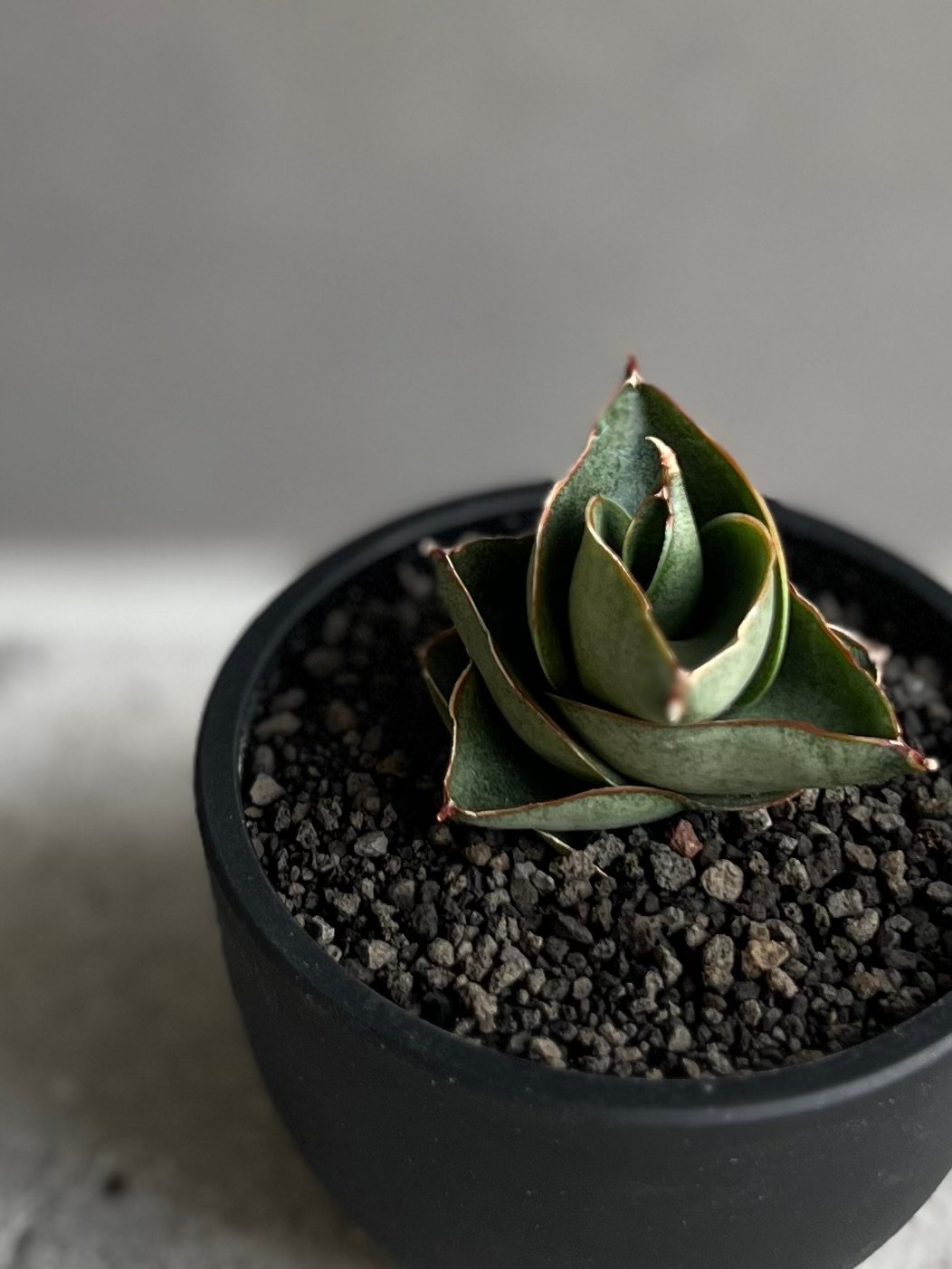 い*め様 サンスベリア ブルーダ 大株 サンセベリア sansevieria い*め様 サンスベリア ブルーダ 大株 サンセベリア sansevieria