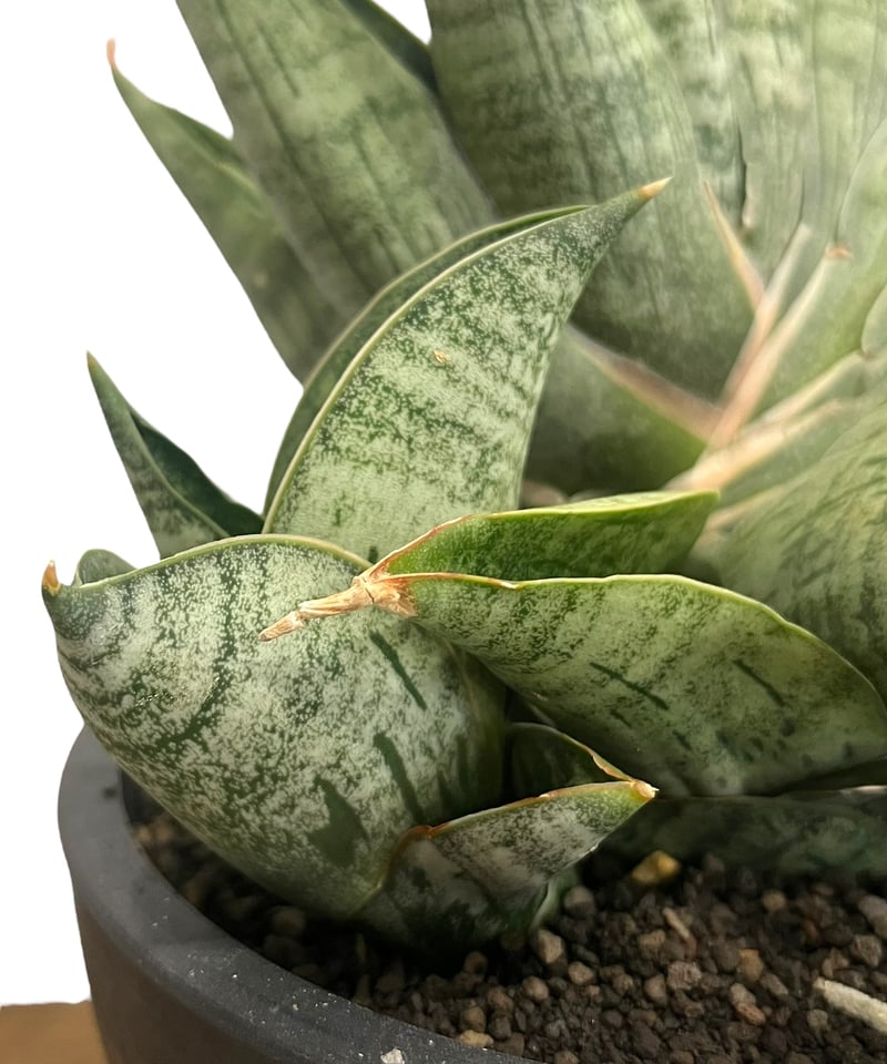 サンセベリア ライオン ハート 「Sansevieria Lion Heart」70T | S