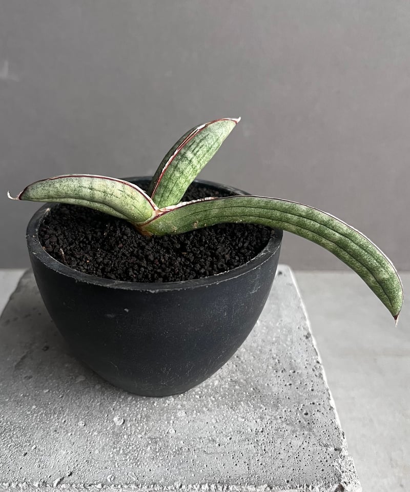 サンセベリア エイレンシス 「Sansevieria eilensis Lav.10178」7