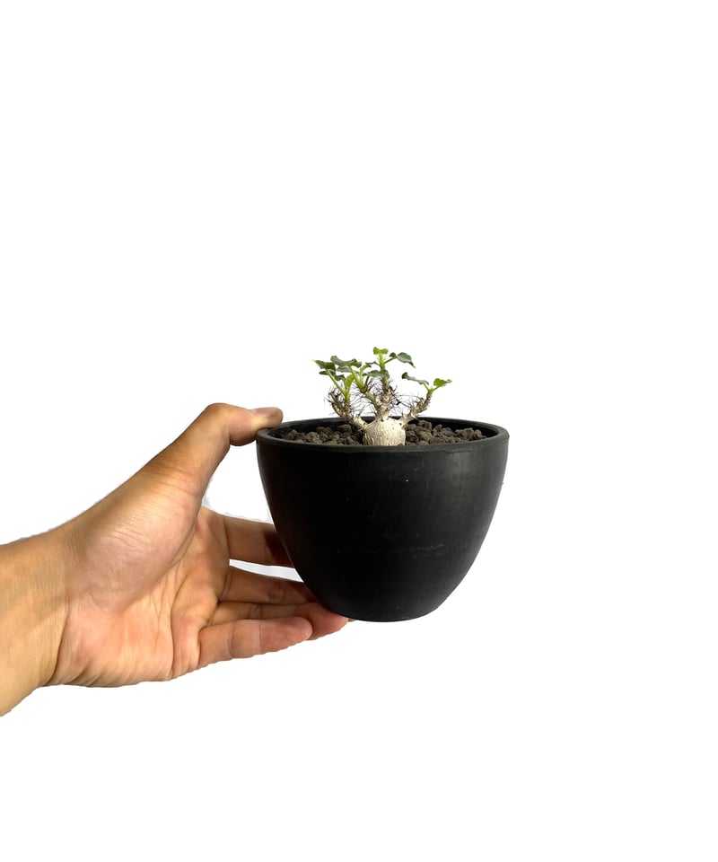 ヤトロファ マルギナータ 「 jatropha marginata」7/5 | SHOUCH