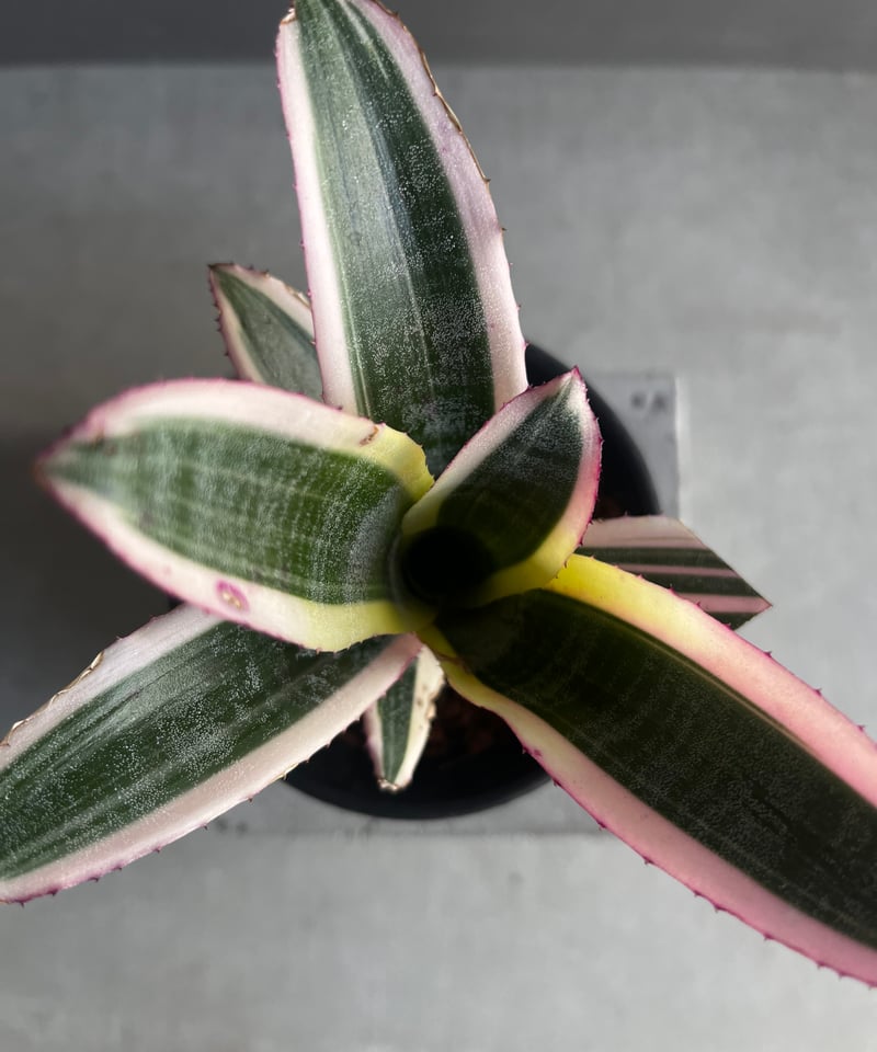 エクメア オットー 「Aechmea Otto」40A | SHOUCHIKUEN