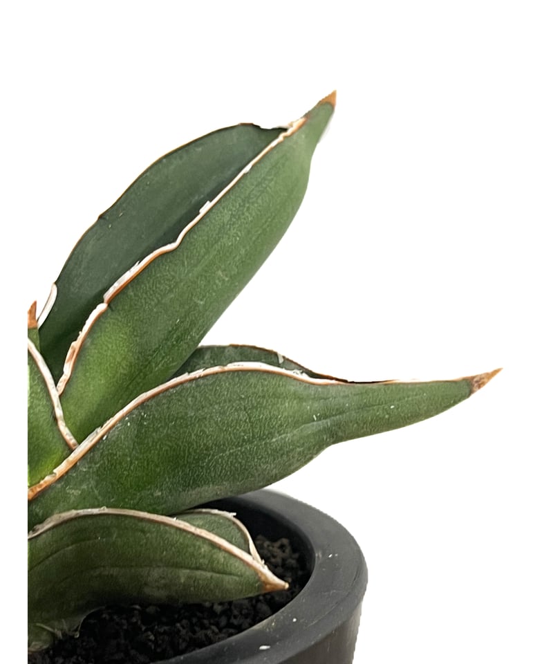 ★*★様 サンスベリア Sansevieria Samurai variegat Sansevieria Samurai Variegated (B) – Fermosa plants