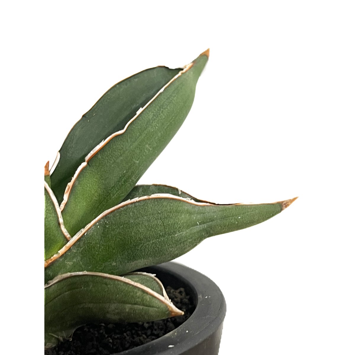 サンスベリア　サムライドワーフ 斑入 2 S.Samurai Dwarf Var サンセベリア サムライ ドワーフ「Sansevieria samurai dwarf