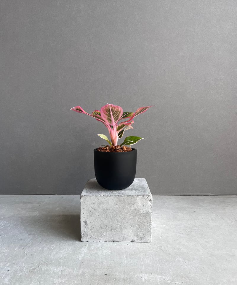 アグラオネマアンダマン/アグラオネマロータスデライトの2種セット アグラオネマ ロータス デライト 「Aglaonema Lotus Delight