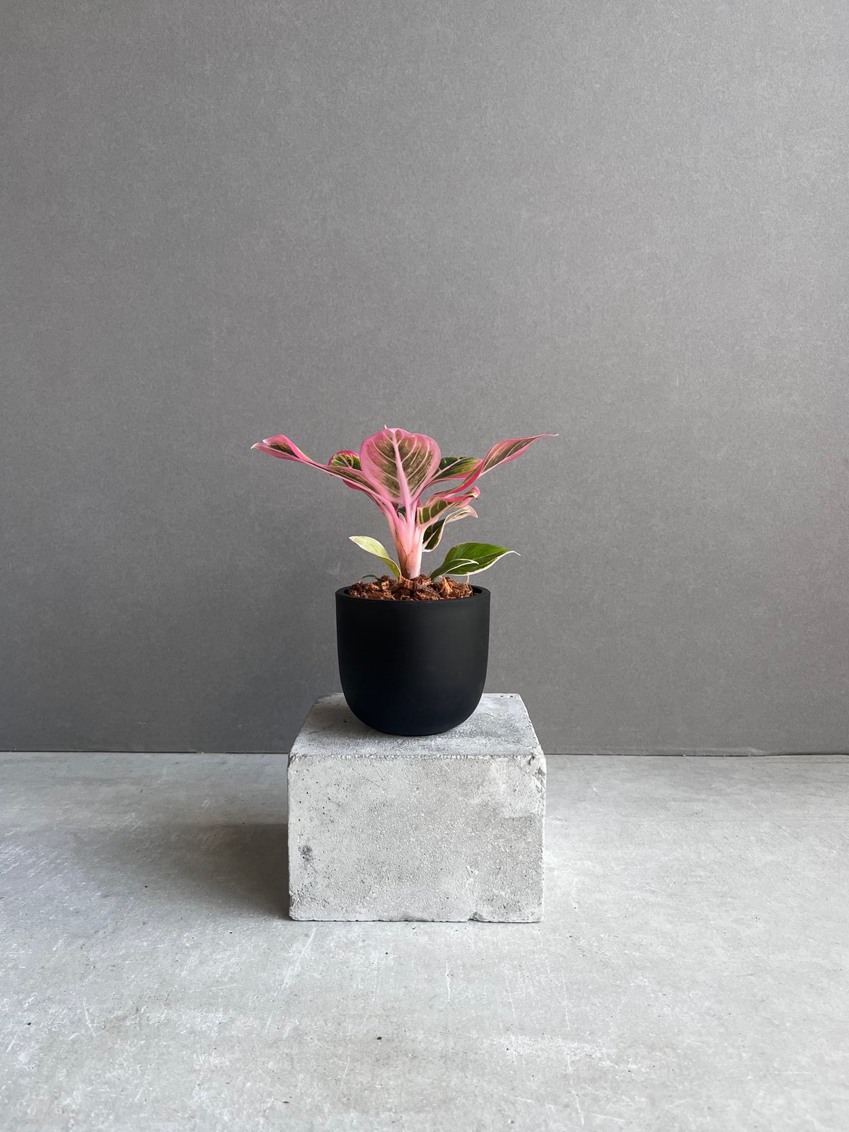 アグラオネマ ロータス デライト 「Aglaonema Lotus Delight