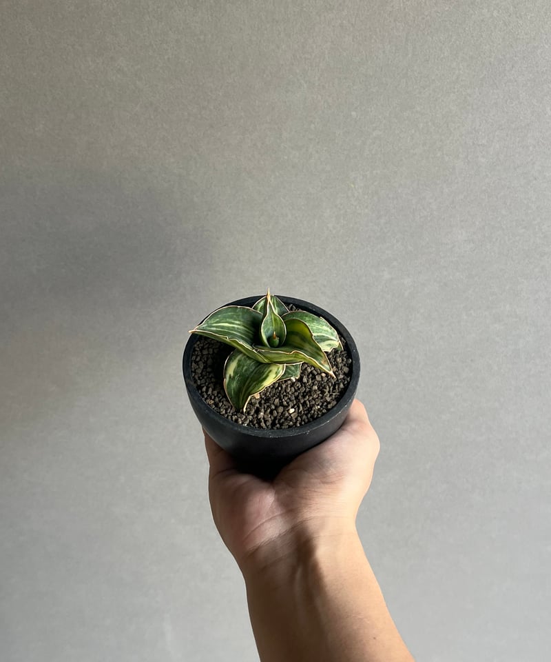 サンスベリア ブロロン 斑入り サンセベリア sansevieria サンセベリア ピングレン 斑入 「Sansevieria Pingren Variegated