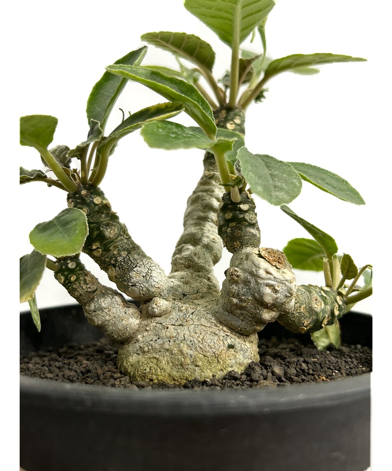 ドルステニア フォエチダ 'FAT MAN' 「Dorstenia foetida 'FAT