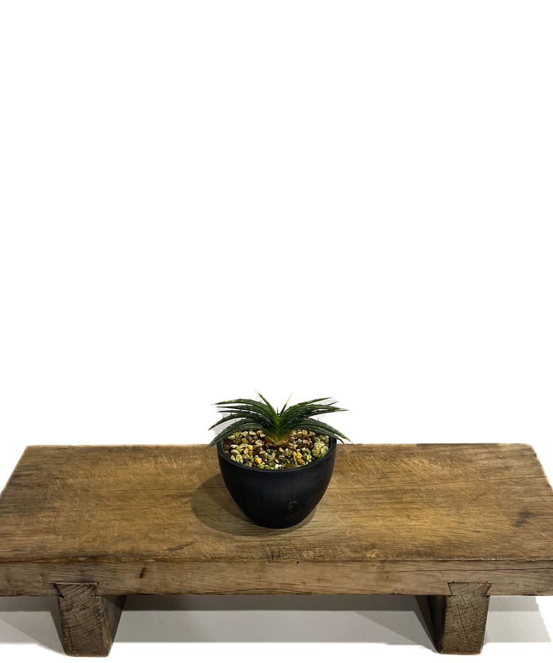 ディッキア スマイル (ドワーフ タイプ ハイブリッド)「Dyckia Smile