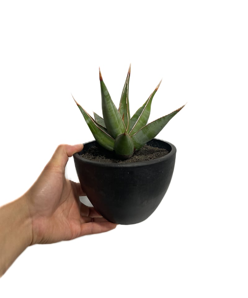 サンセベリア ピングイキュラ ロンギフォリア 「Sansevieria