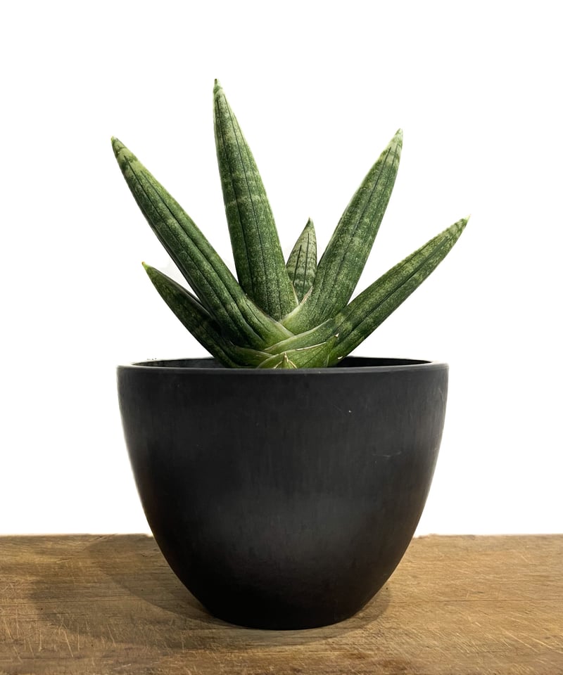 サンセベリア ミーナ「Sansevieria Meena」900-1 | SHOUCHIKUEN