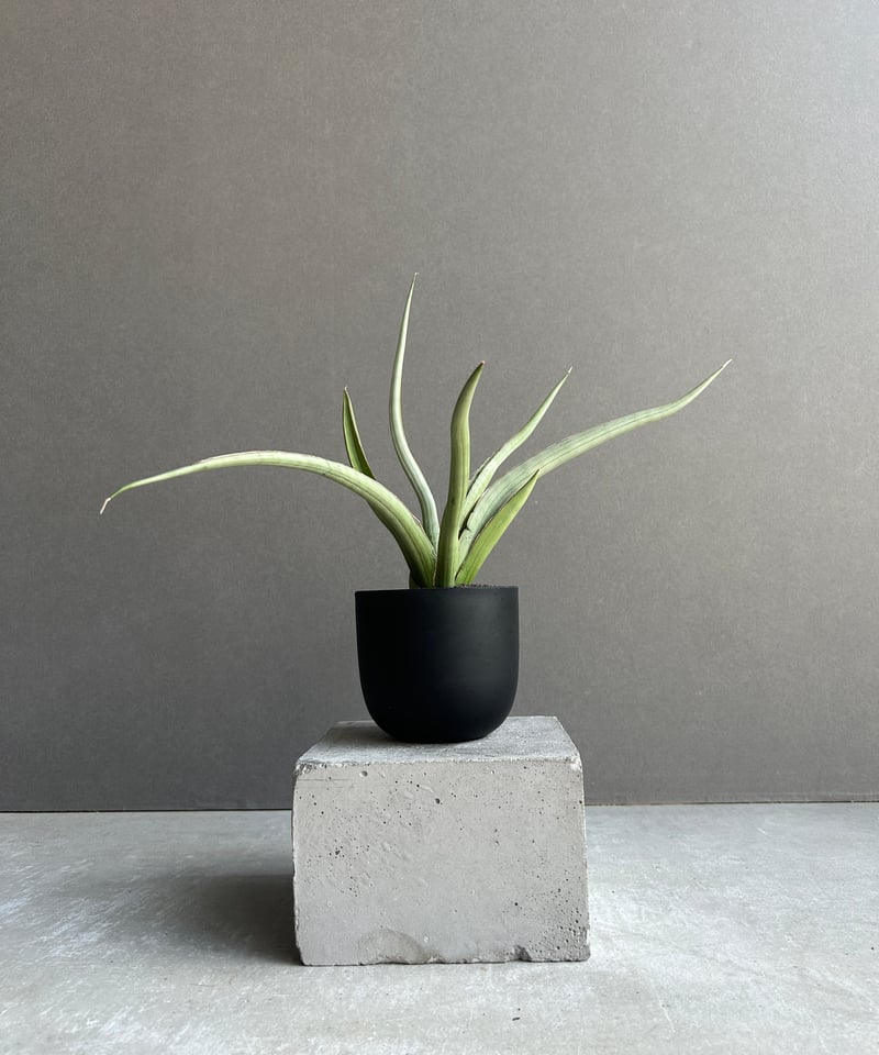 サンセベリア レディ メイ「Sansevieria Lady May」99I | SHOUCH