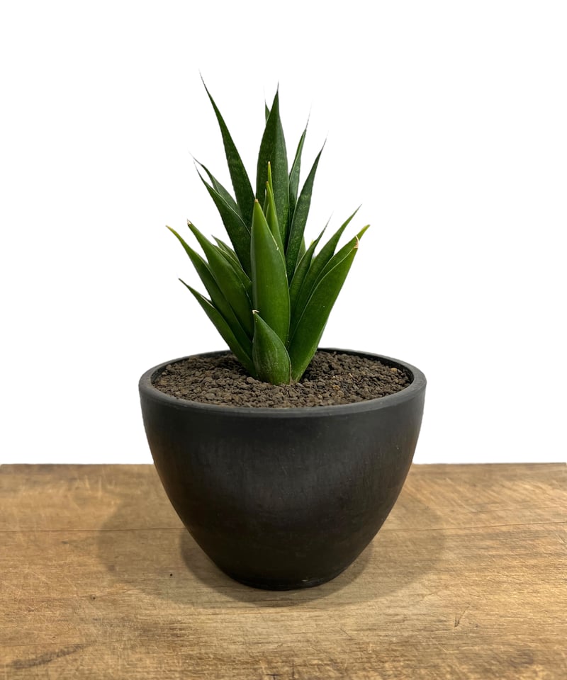 サンスベリア Sansevieria Mingmanee v B サンスベリア Sansevieria Mingmanee v B
