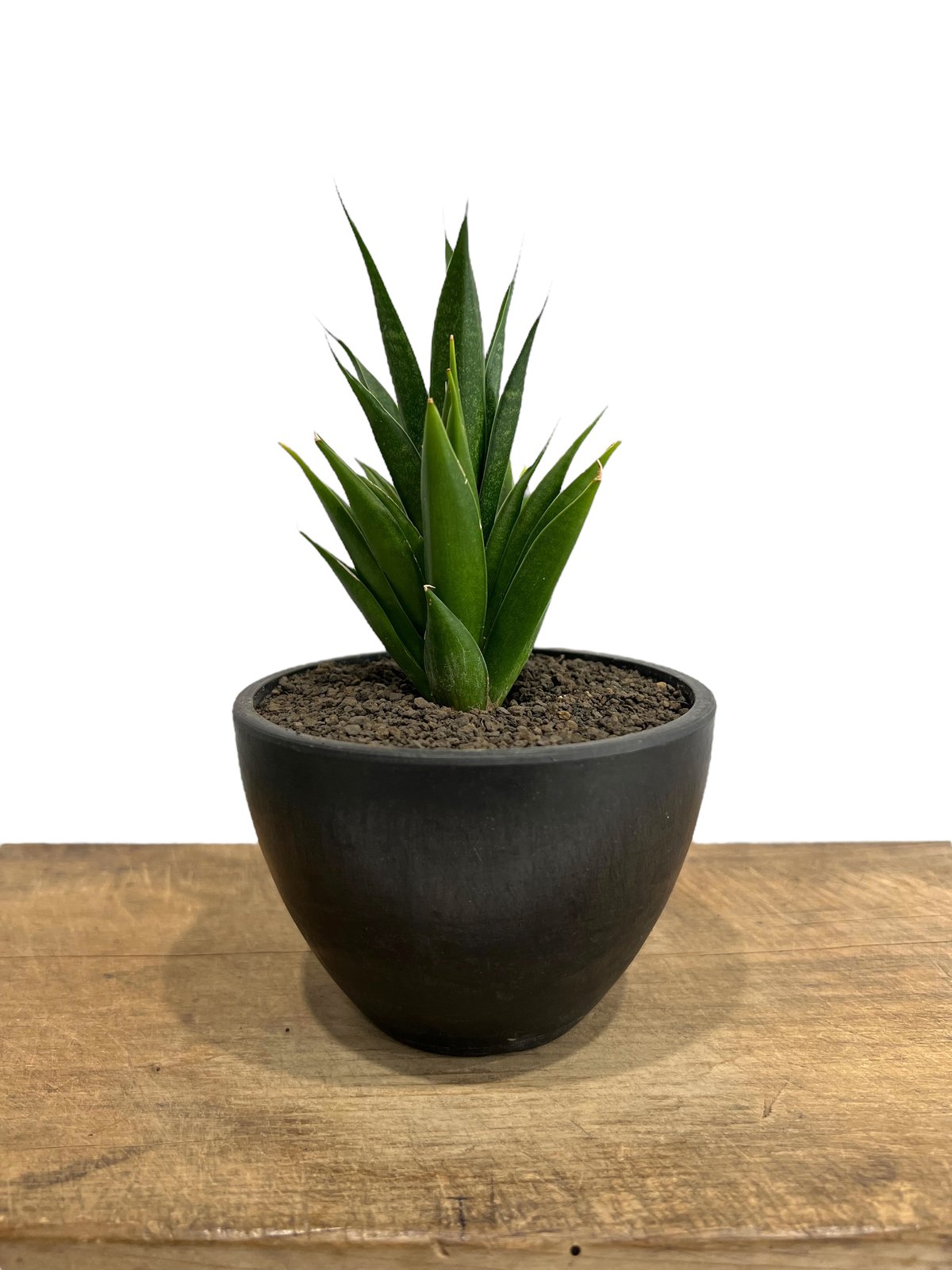 サンセベリア 龍神「Sansevieria Ryujin (by Unyamanee Gard サンセベリア 龍神「Sansevieria Ryujin (by Unyamanee Gard