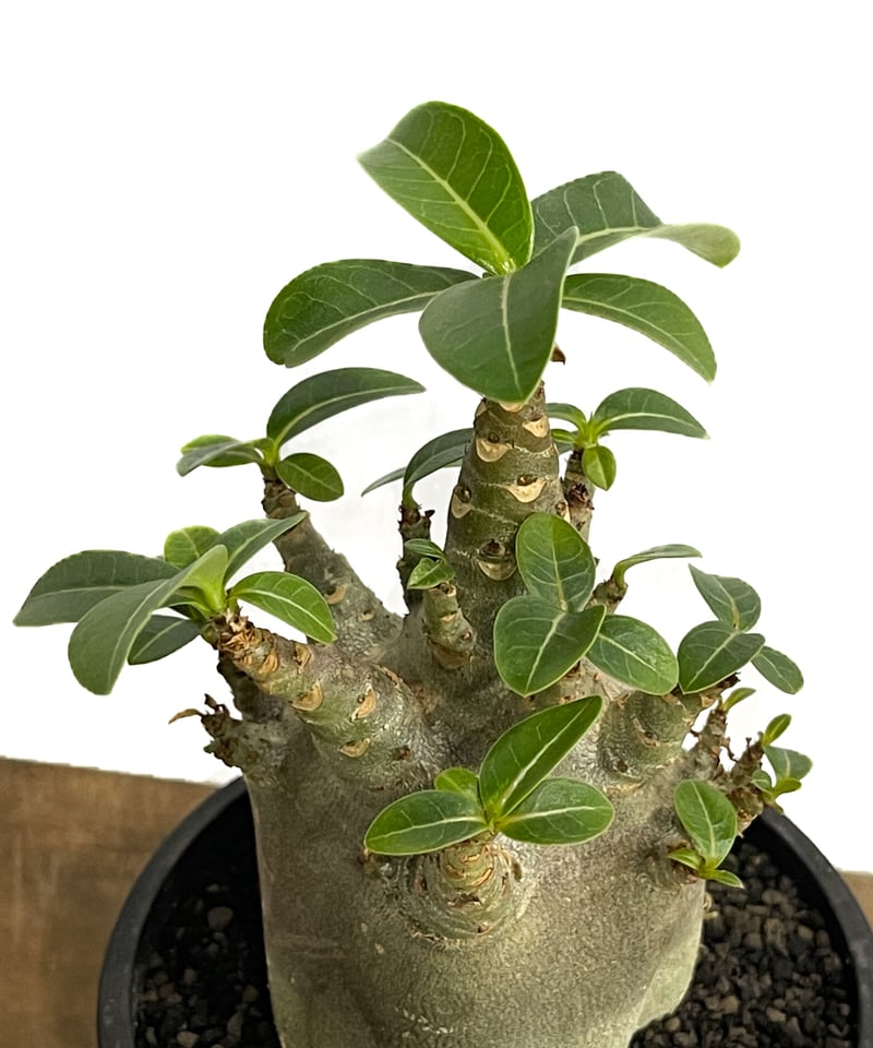 アデニウム アラビカム ドワーフ “ブラック”「adenium arabicum Dwar