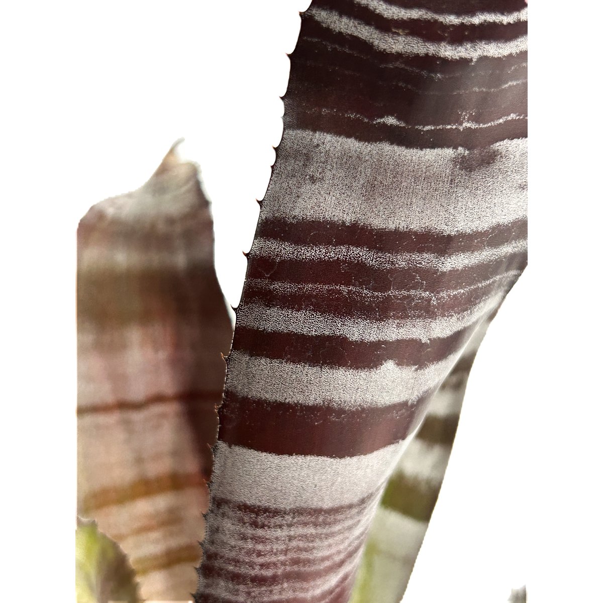 【✦即完売✦エケベリア✦М65✦フィッシュテール✦サイズ１✦】 エクメア チャンティニー ブラック ゾンビ「 Aechmea chantinii