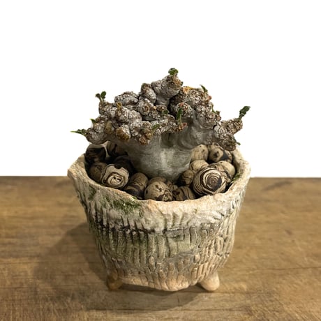 ドルステニア ラブラニー 綴化 + 陶器「Dorstenia lavrani cristata」5/31-691