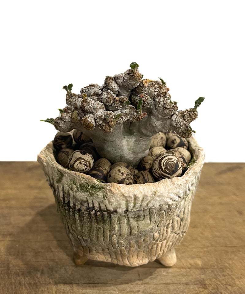 ドレステニア　ラブラニー　綴化(てっか) 現品 ドルステニア ラブラニー 綴化 + 陶器「Dorstenia lavrani cristata