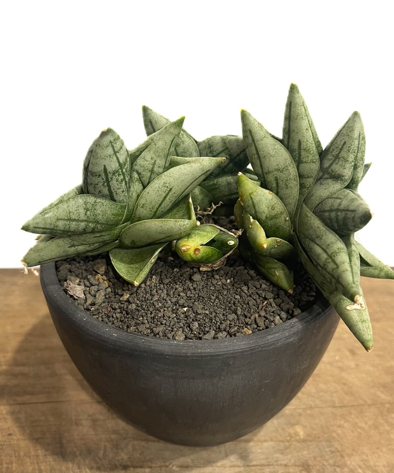 【ボンセレンシス】サンスベリア BON12 　観葉植物 000000013070_rm7xS5r.jpg