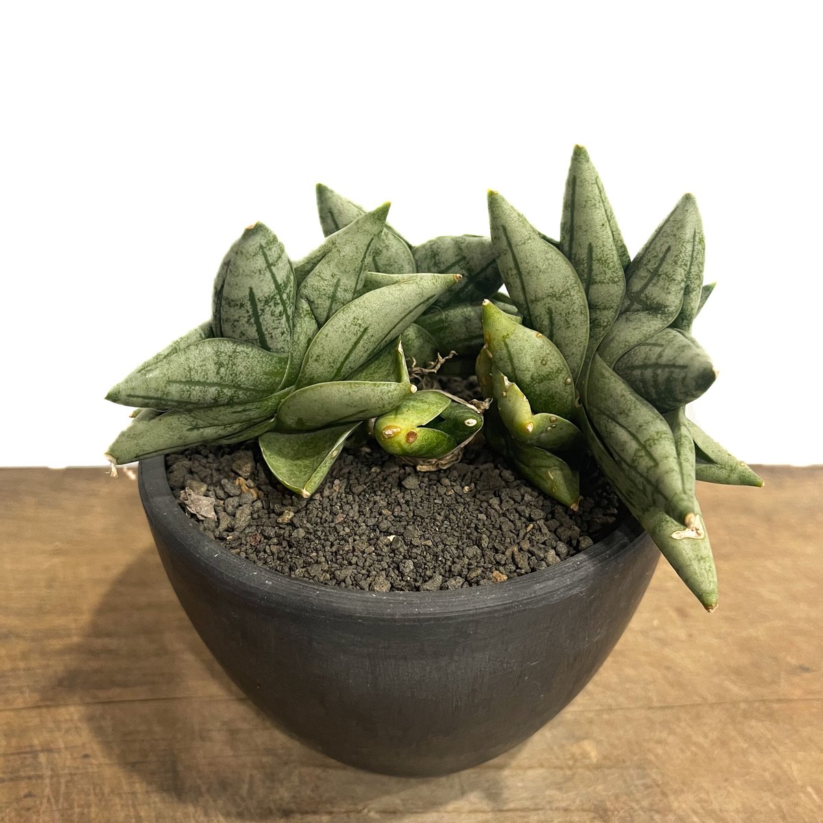 サンセベリア ボンセレンシス ミニ (by アディサック) 「Sansevieria