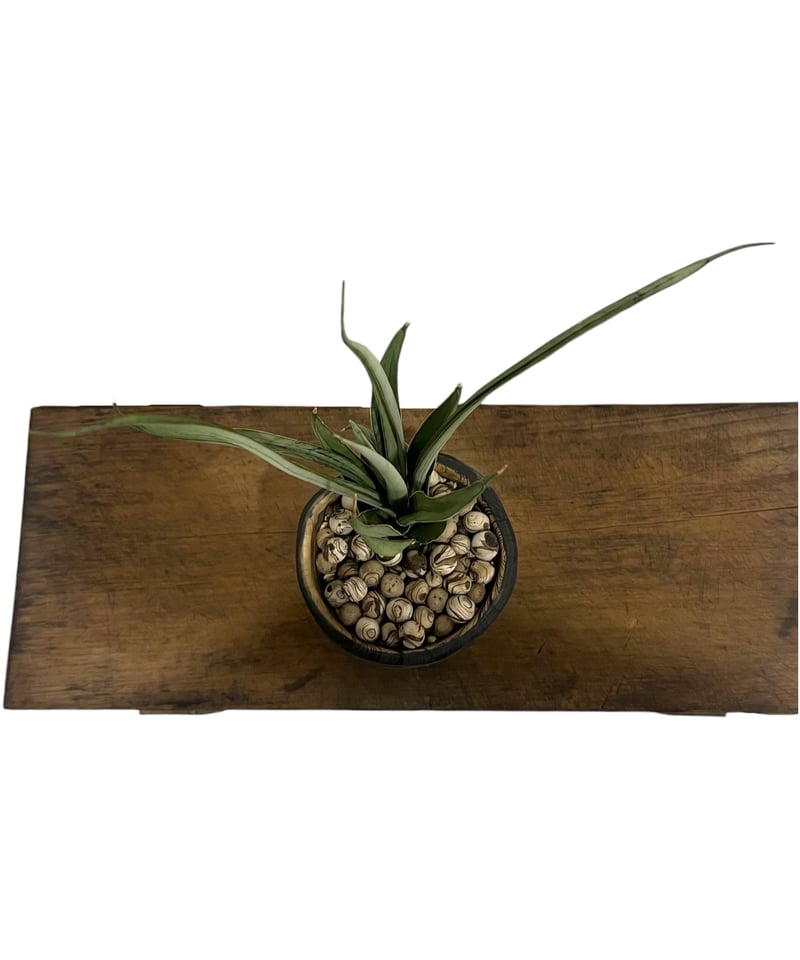 サンセベリア ヘルファイア + pmp 「Sansevieria Hellfire 」1S |