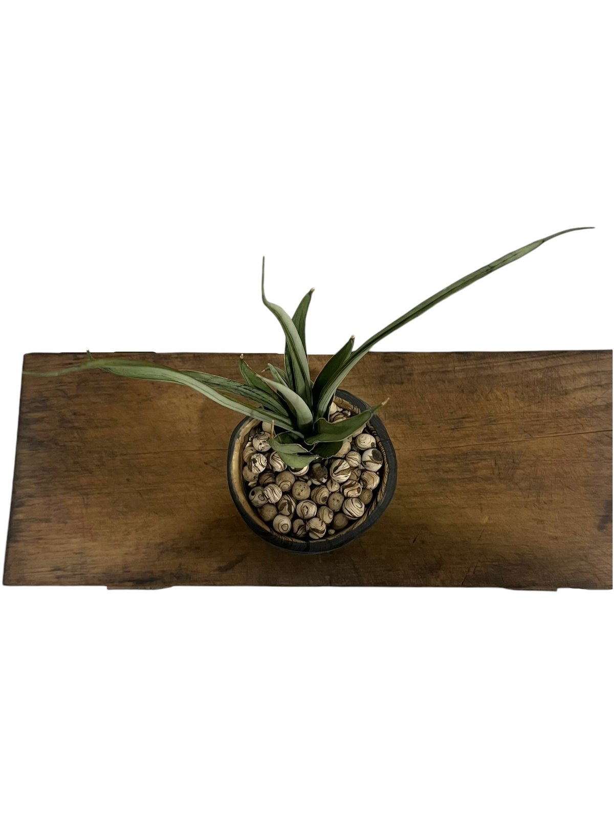 サンセベリア ヘルファイア + pmp 「Sansevieria Hellfire 」1S |