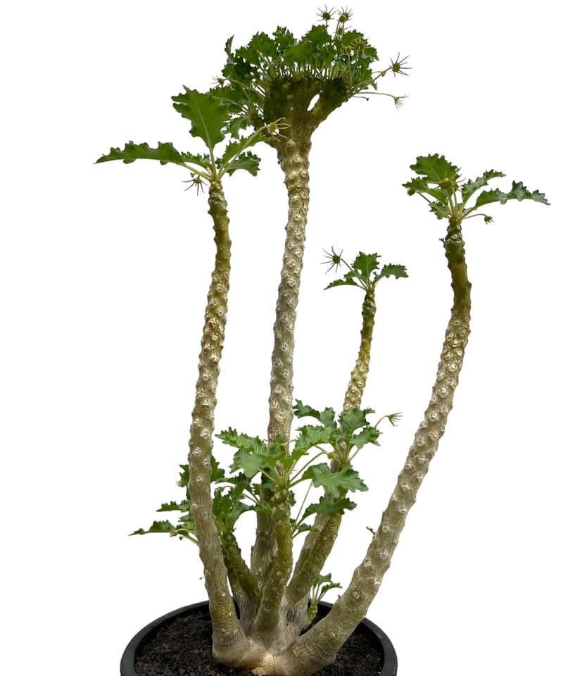 ドルステニア ジプソフィラ x ラブラニー 綴化 「Dorstenia gypsophila