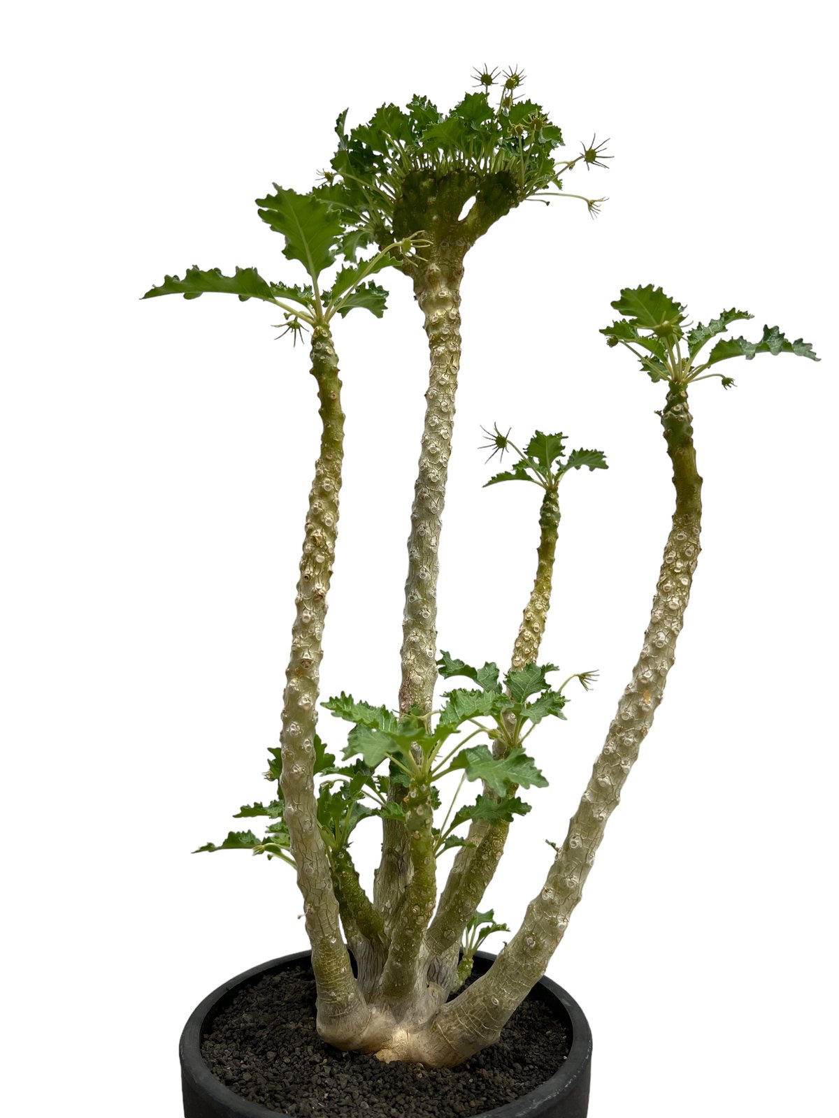 ドルステニア ジプソフィラ x ラブラニー 綴化 「Dorstenia