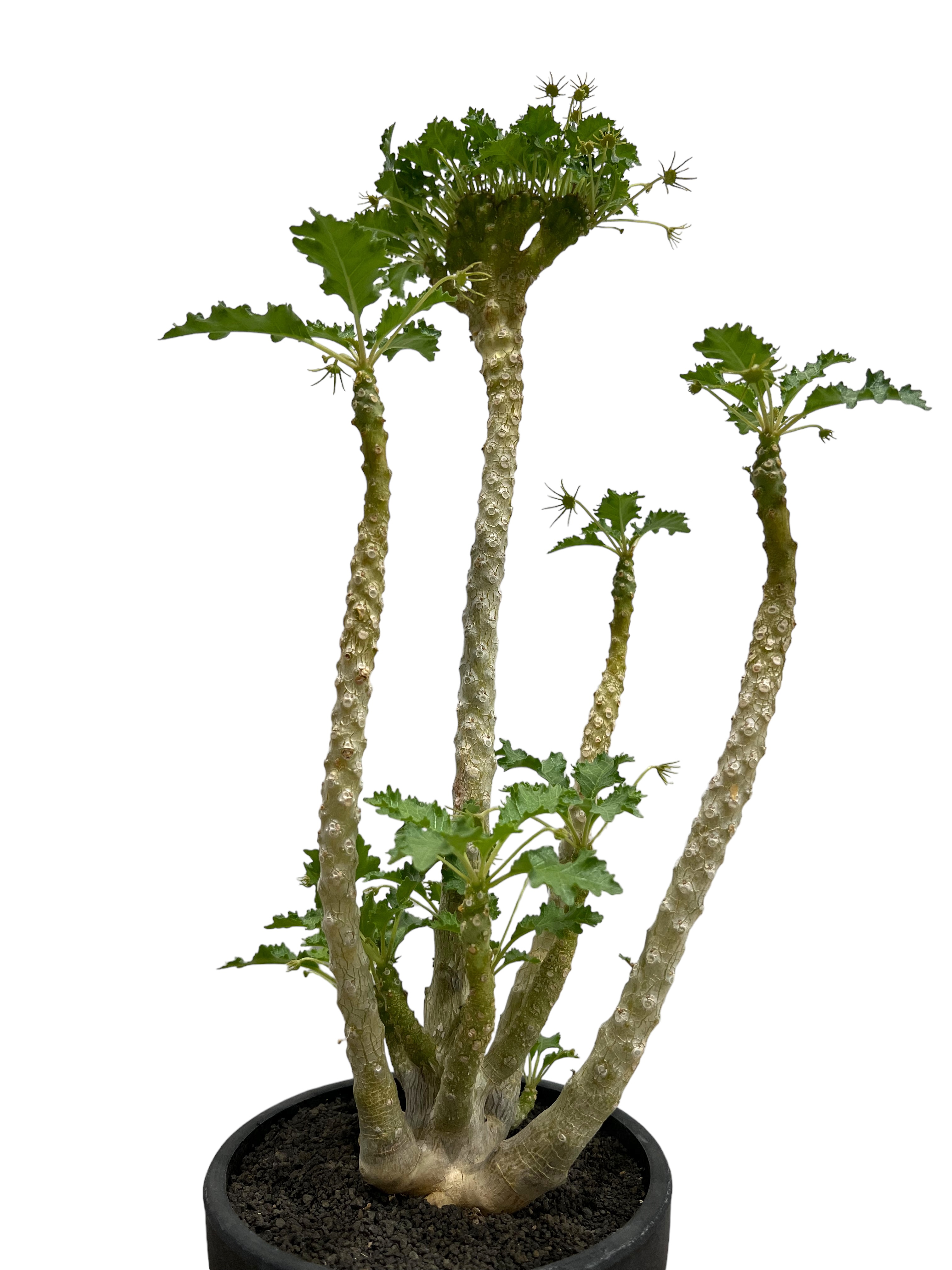 ドルステニア ジプソフィラ x ラブラニー 綴化 「Dorstenia gypsophila ドルステニア ジプソフィラ x ラブラニー 綴化 「Dorstenia gypsophila