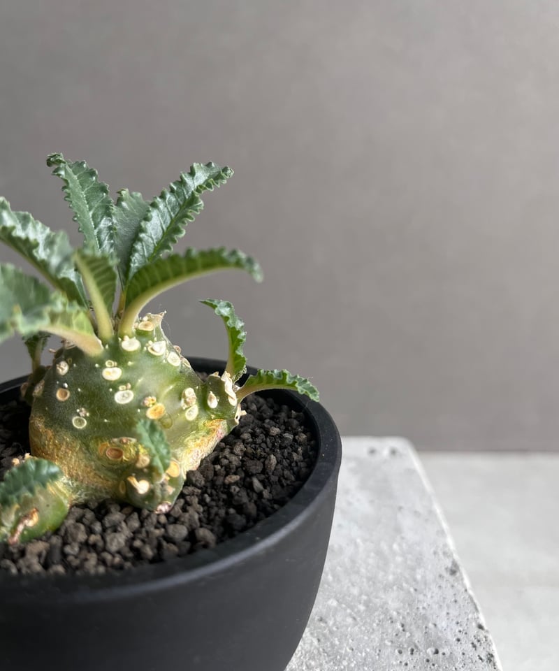 ドルステニア　ラブラニー　大株　美株 ドルステニア ラブラニー | STELLA.PLANTS