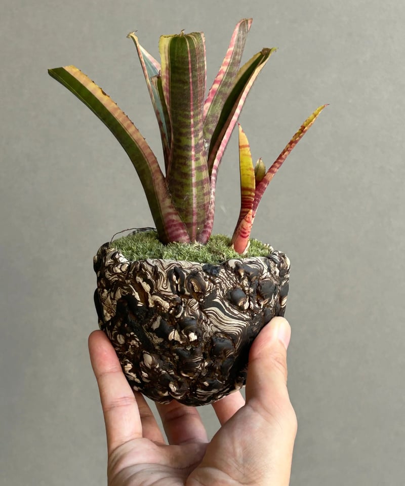 ネオレゲリア ライブ ワイヤー+ plantsmonsters pot「Neoregelia