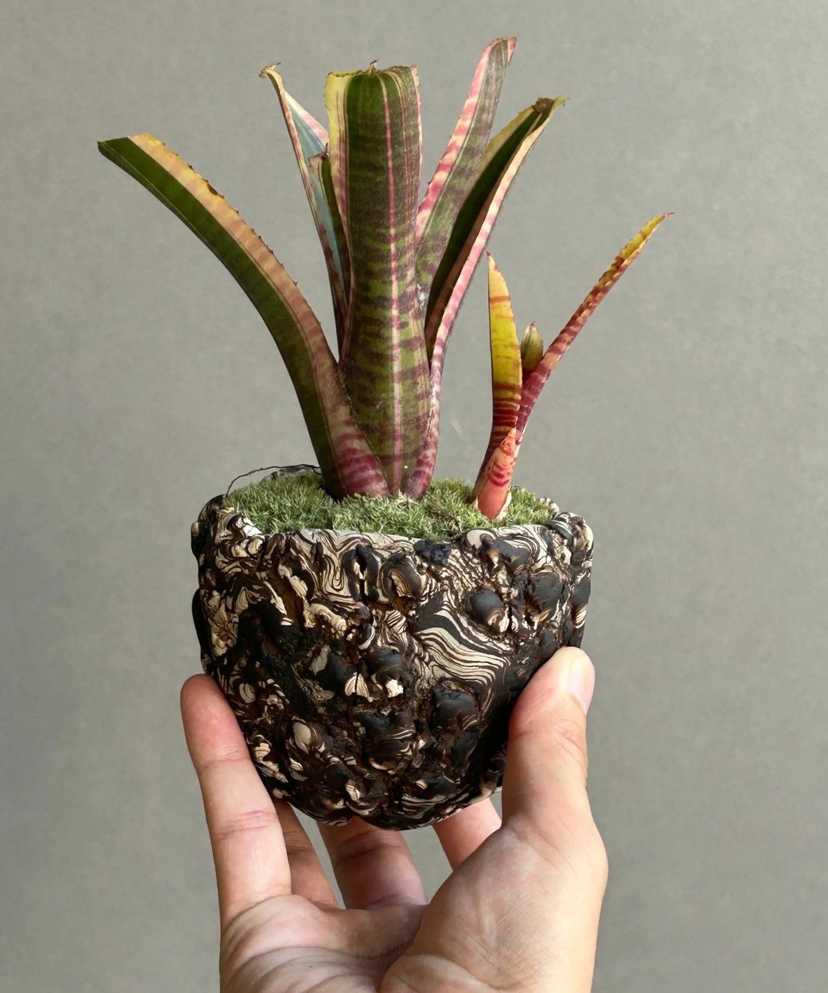 ネオレゲリア ライブ ワイヤー+ plantsmonsters pot「Neoregelia