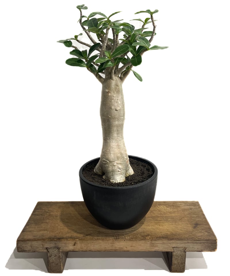 発根済み3年経過　バオバブ・アダンソニア adansonia digitata （バオバブの木）《M size》 ※発根済株※冬季