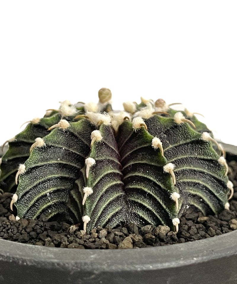 ギムノカリキウム フリードリヒ “VOS1241” KG 「Gymnocalycium fr