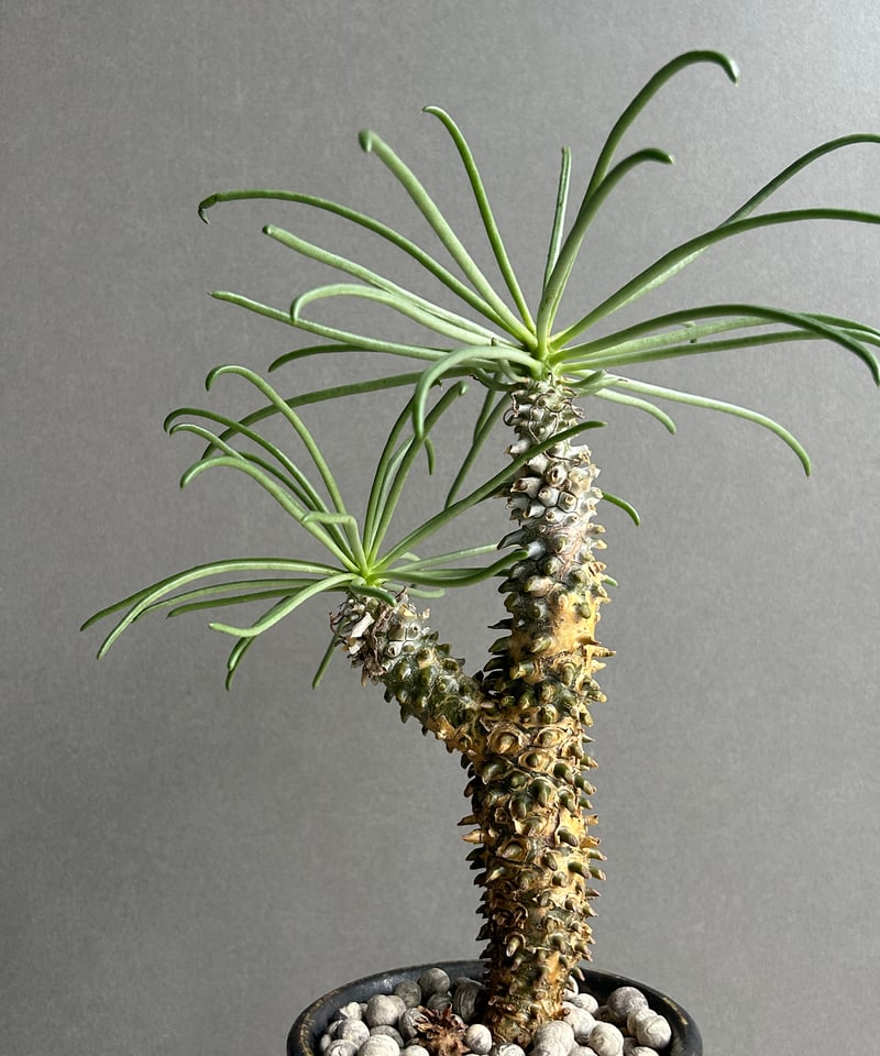 チレコドン ワリチー+ YON-HACHI「Tylecodon wallichii」47L |