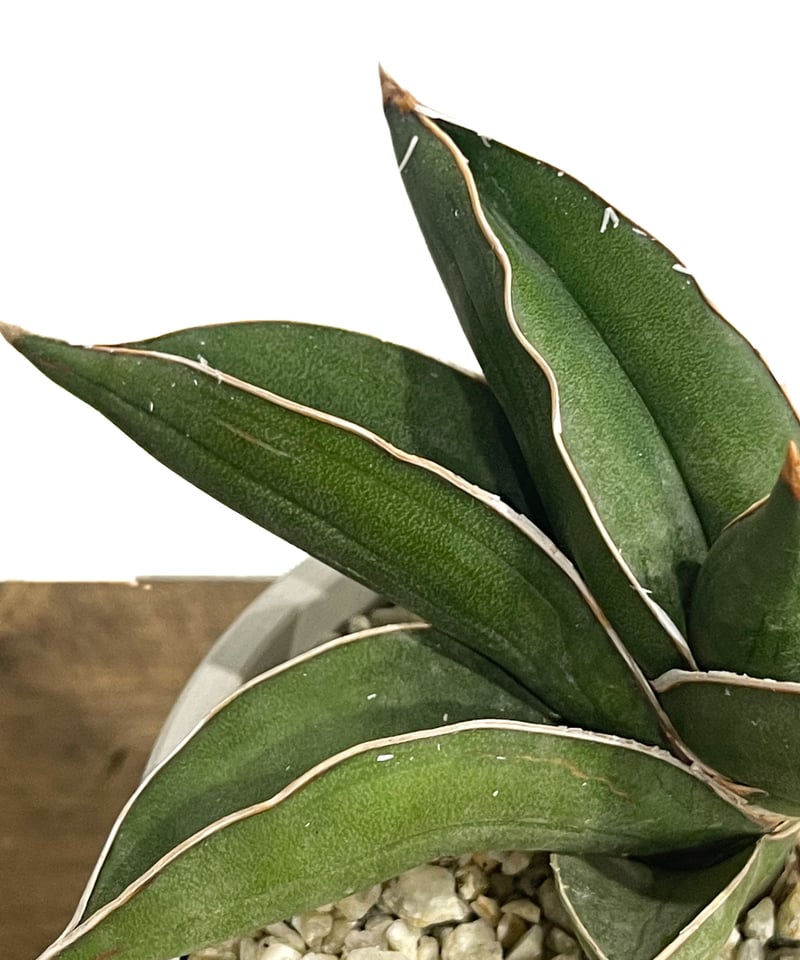 サンセベリア サムライ ドワーフ「Sansevieria samurai dwarf」81F-