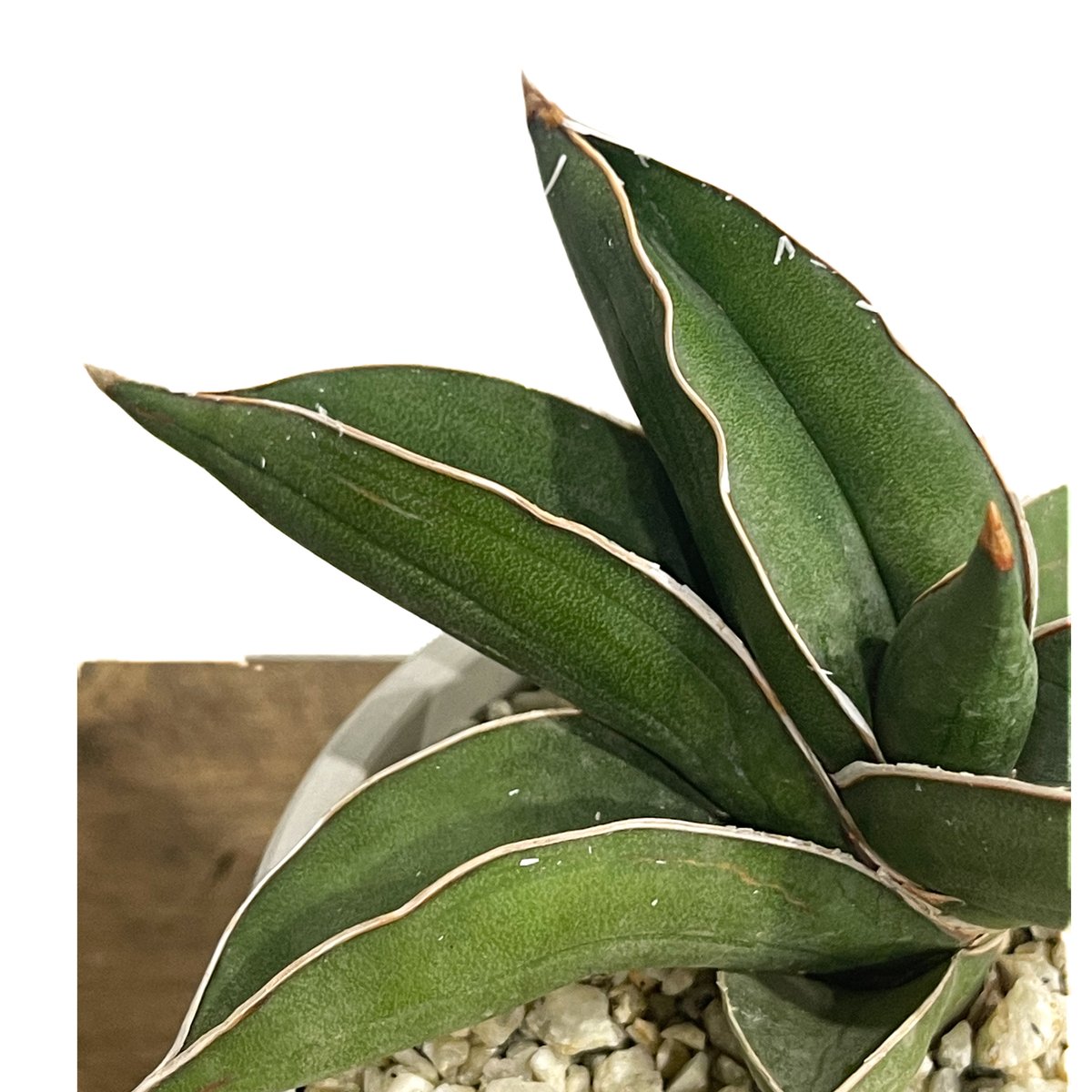 ビ*ー様 サンスベリア Sansevieria Samurai Dwarf v ビ*ー様 サンスベリア Sansevieria Samurai Dwarf v