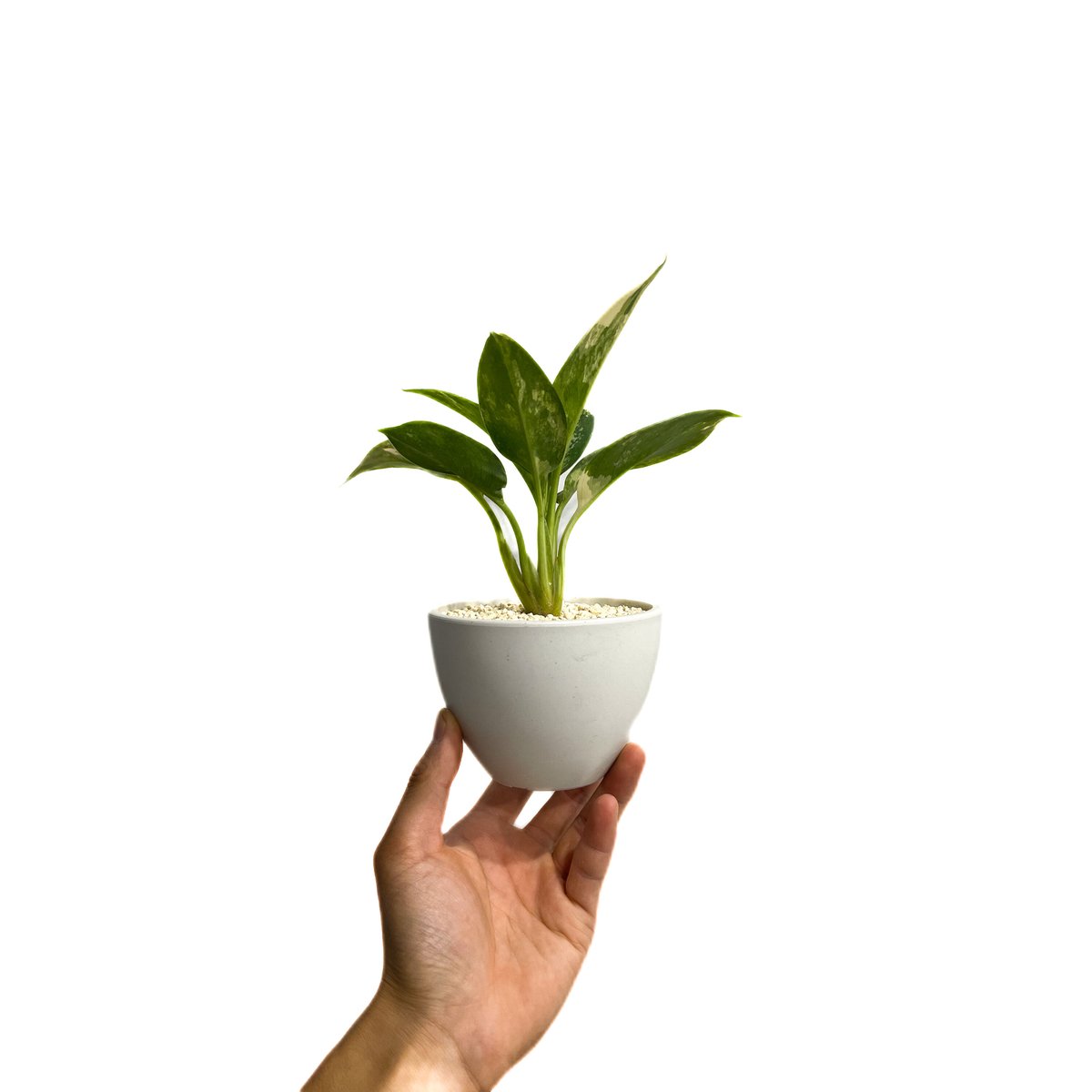 アグラオネマ スワンナプーム「Aglaonema Suvarnabhumi」16F-2 | S