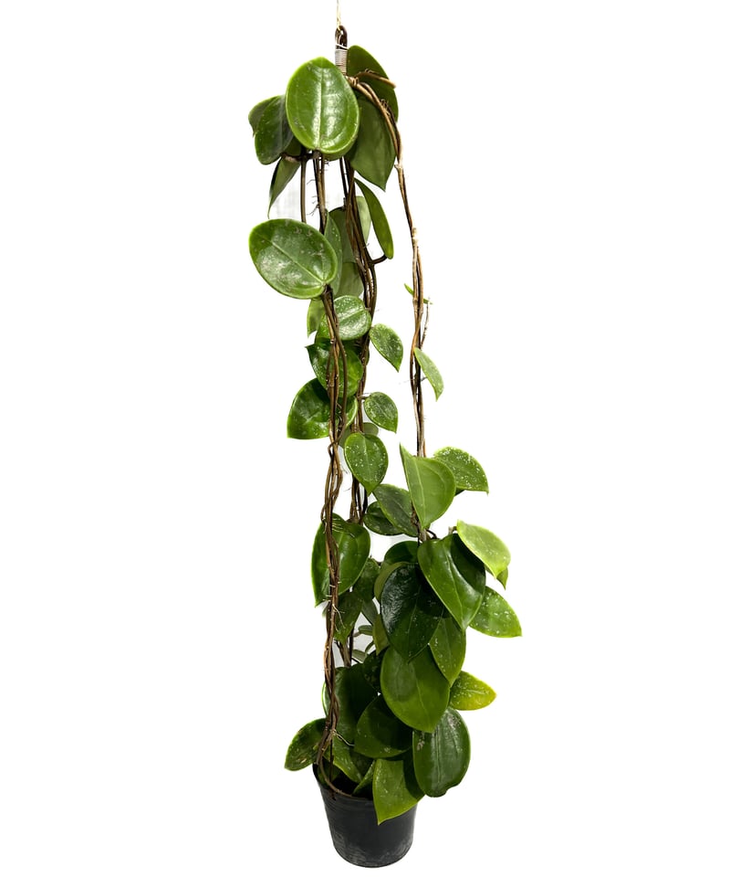 ホヤ パラシティカ ハートリーフ スプラッシュ「Hoya parasitica heart