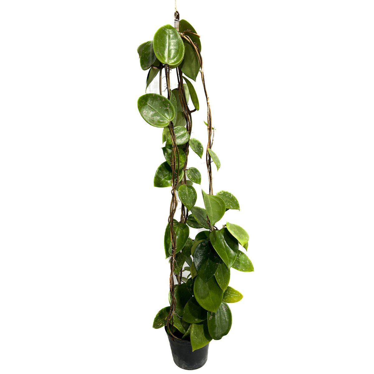 ホヤ パラシティカ ハートリーフ スプラッシュ「Hoya parasitica