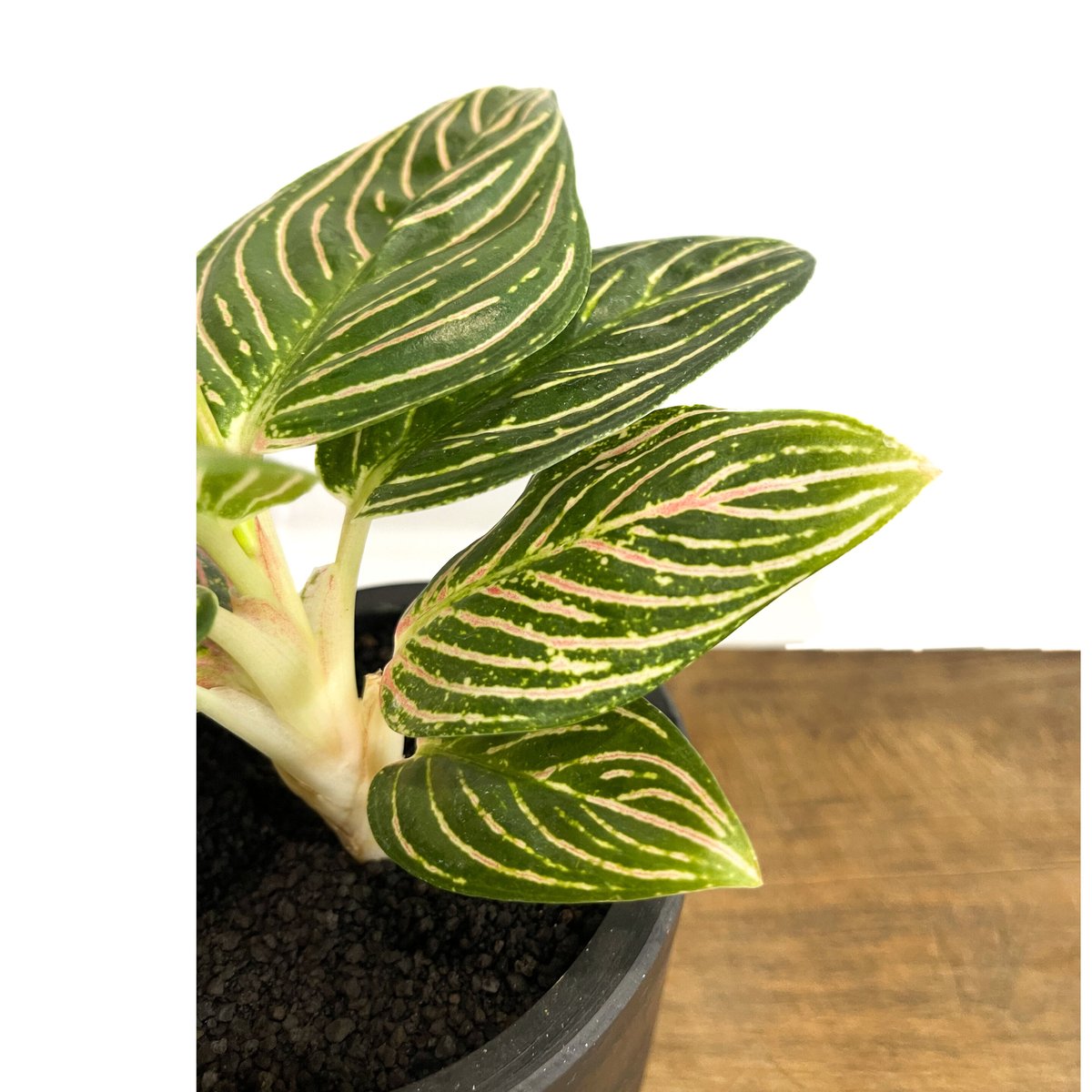 アグラオネマ ゴールデンホープ「Aglaonema Golden Hope」9/7